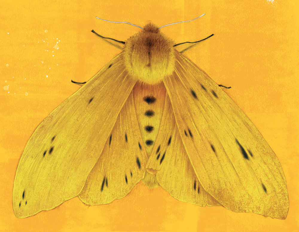 Rocquinho_Divulgação.jpg Ilustração de mariposa amarela em fundo amarelo mais escuro