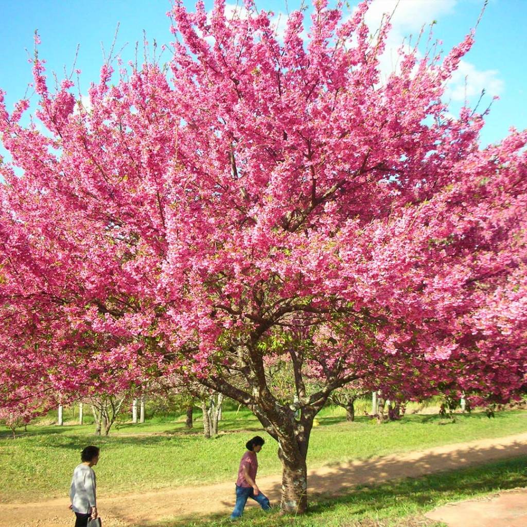 Festival das Cerejeiras Bunkyo, em São Roque, acontece nos dois primeiros fins de semana de julho