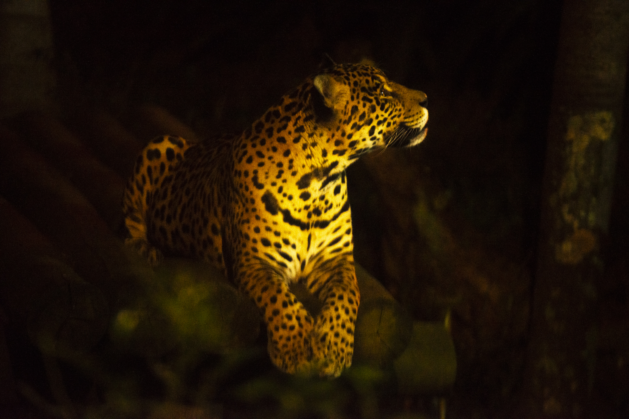 Zoológico de São Paulo promove experiência noturna ao público | VEJA SÃO PAULO