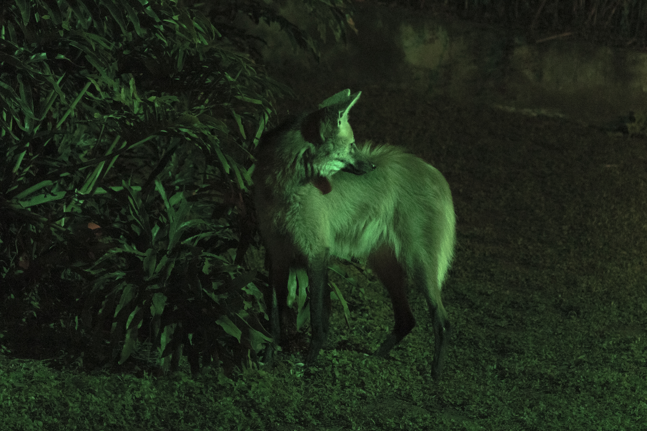 Lobo-guará no Zoológico de São Paulo