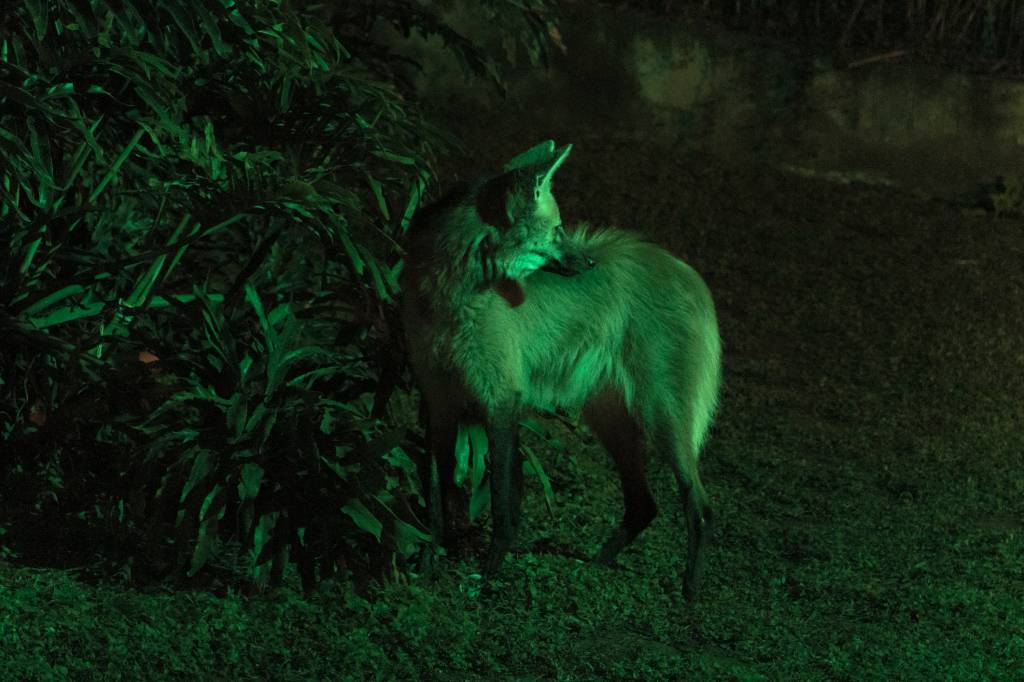 Lobo-guará no Zoológico de São Paulo