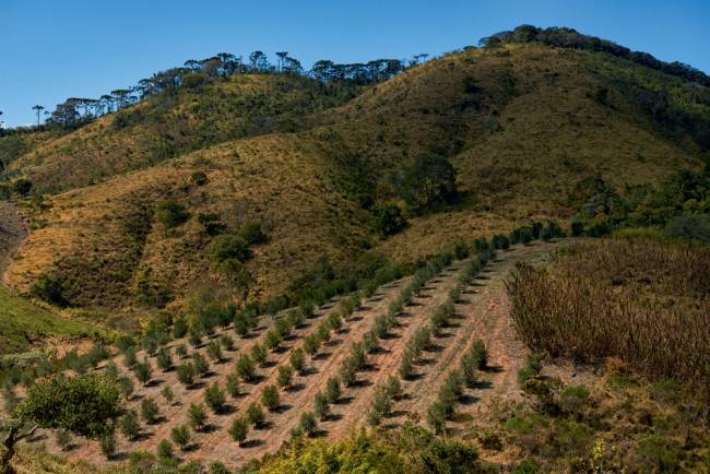 A recente produção de azeites em SP ganha até reconhecimento internacional