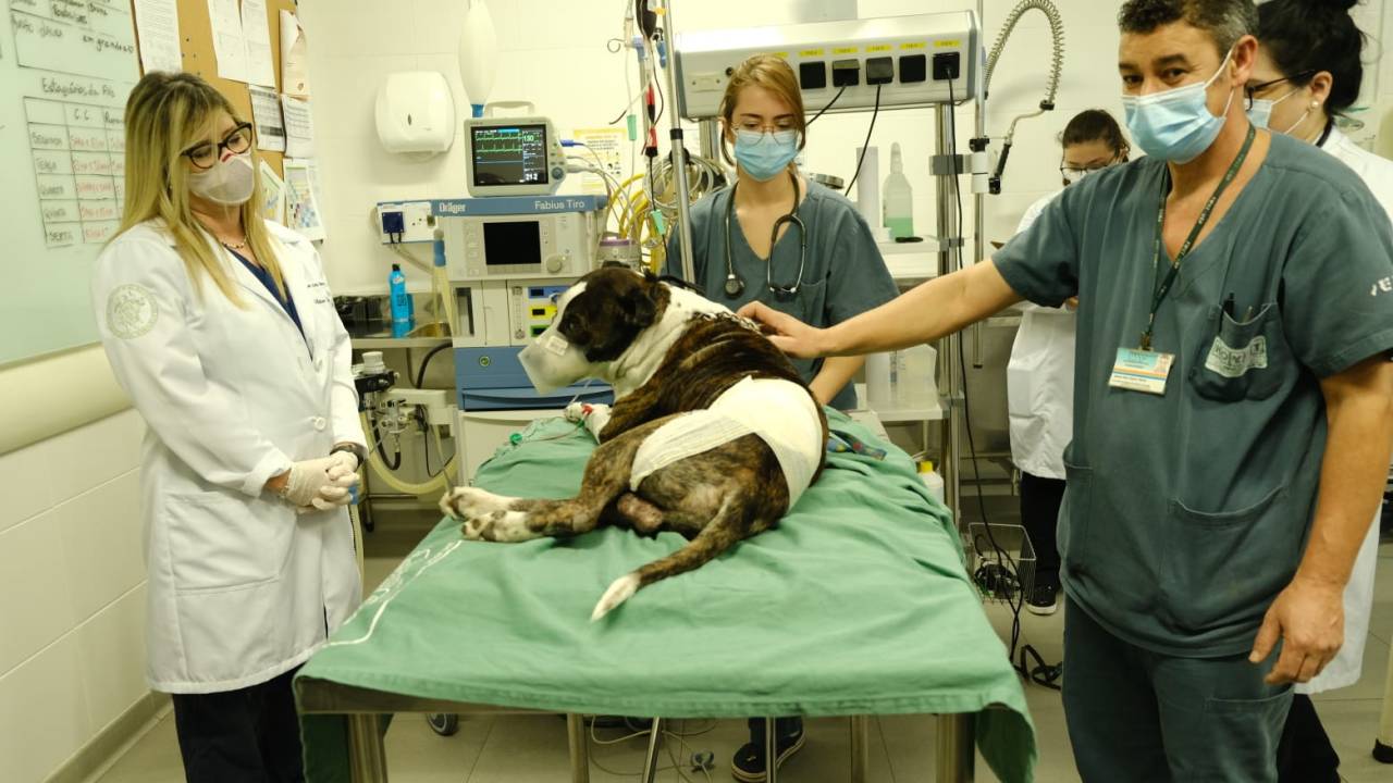 Hospital veterinário público é inaugurado no Butantã.