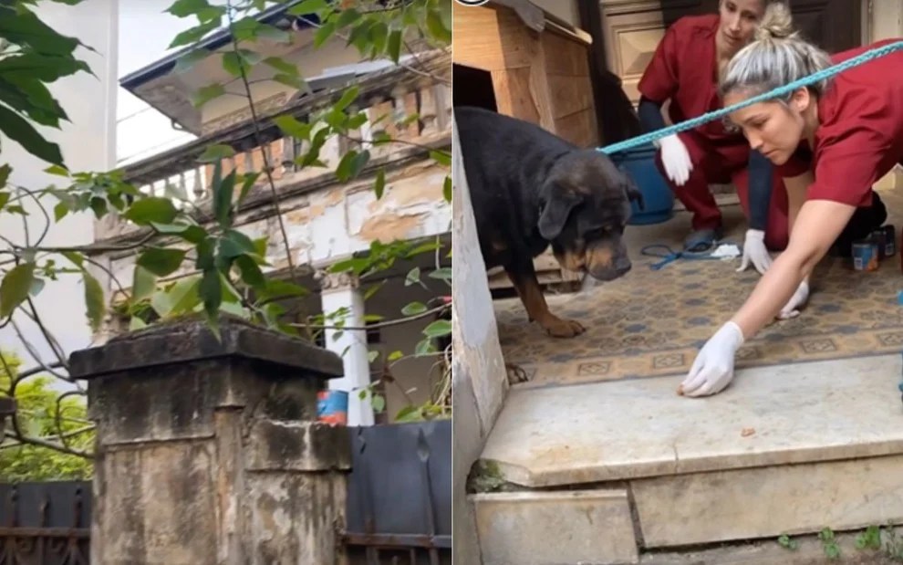 Casarão mal cuidado em Higienópolis e cão sendo resgatado por equipe do Instituto Luisa Mell