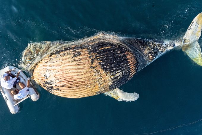 Baleia encalhada: a rede feita de malha e boias e cações, corvina e caranguejo-relógio também acabaram enroscados