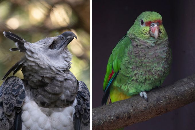 À esquerda, Linda, a nova hárpia do Zoo SP; e a direita, um dos 11 exemplares do papagaio de peito roxo