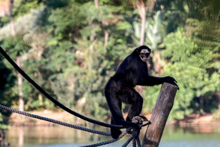 Macaco fofo passando tempo na natureza