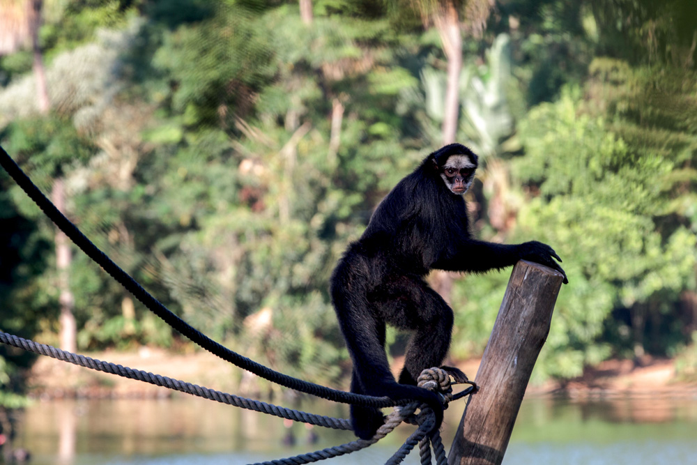 Macaco-aranha pendurado em uma apoio de madeira no Zoo