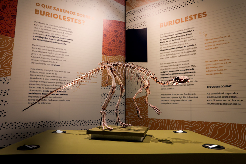 Fóssil de dinossauro pequeno em cima de uma mesa e iluminado por lâmpadas laterais