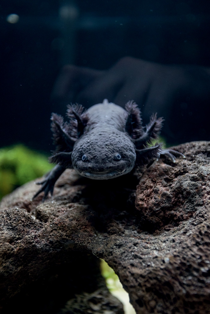 Axolote dentro de um aquário