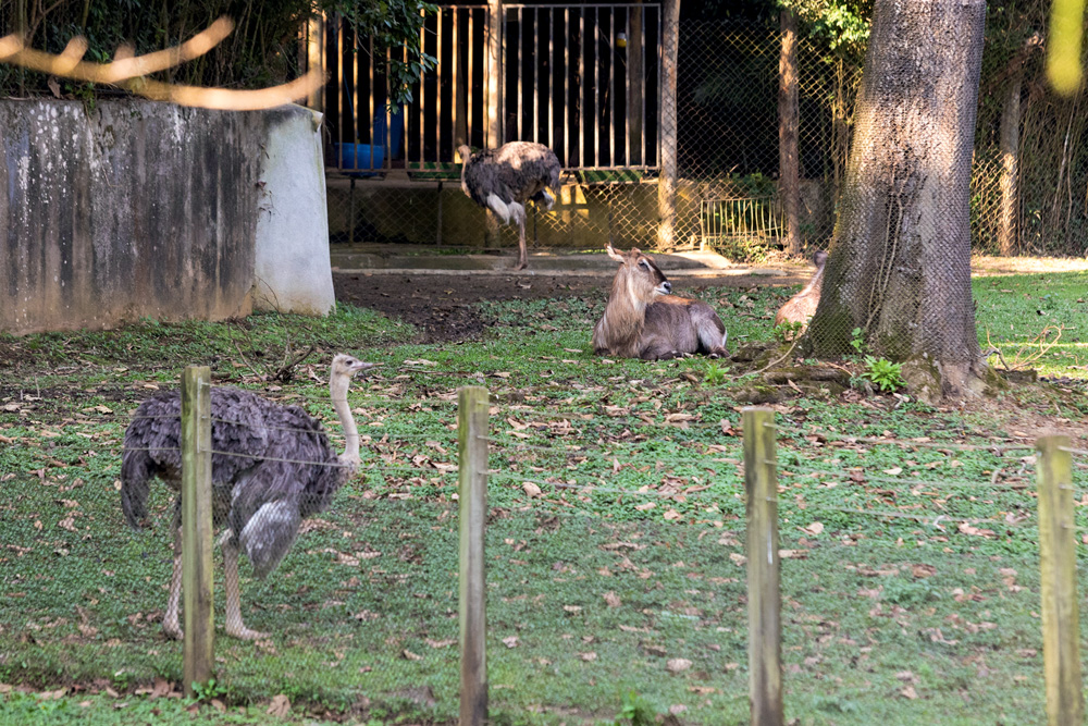 Avestruz e veado em recinto do Zoo SP