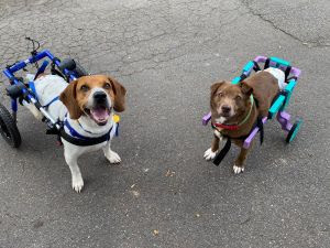 Foto de dois cachorros usando cadeiras de rodas.