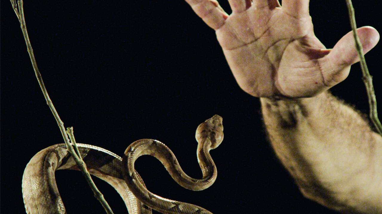 Vídeosobre relação entre cuidadoresde zoológico e cobras