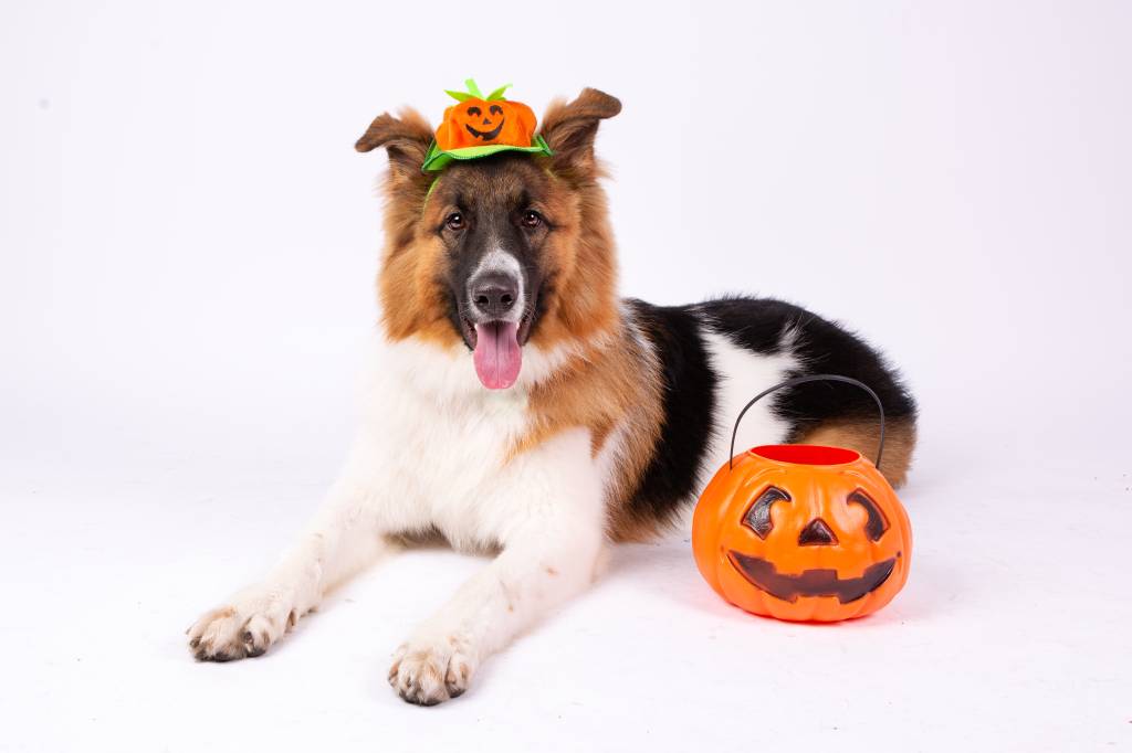 Cachorro fantasiado com chapéu de abóbora de Halloween. Há uma cesta de abóbora do lado dele também
