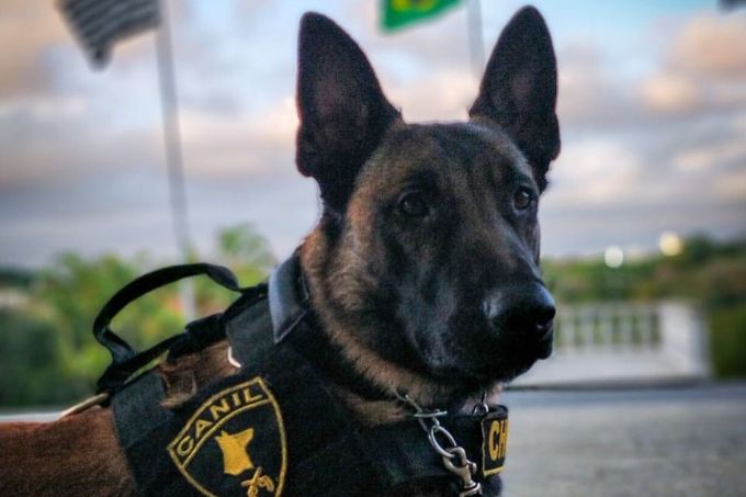 Pastor belga da PM localiza uma tonelada de drogas na zona norte