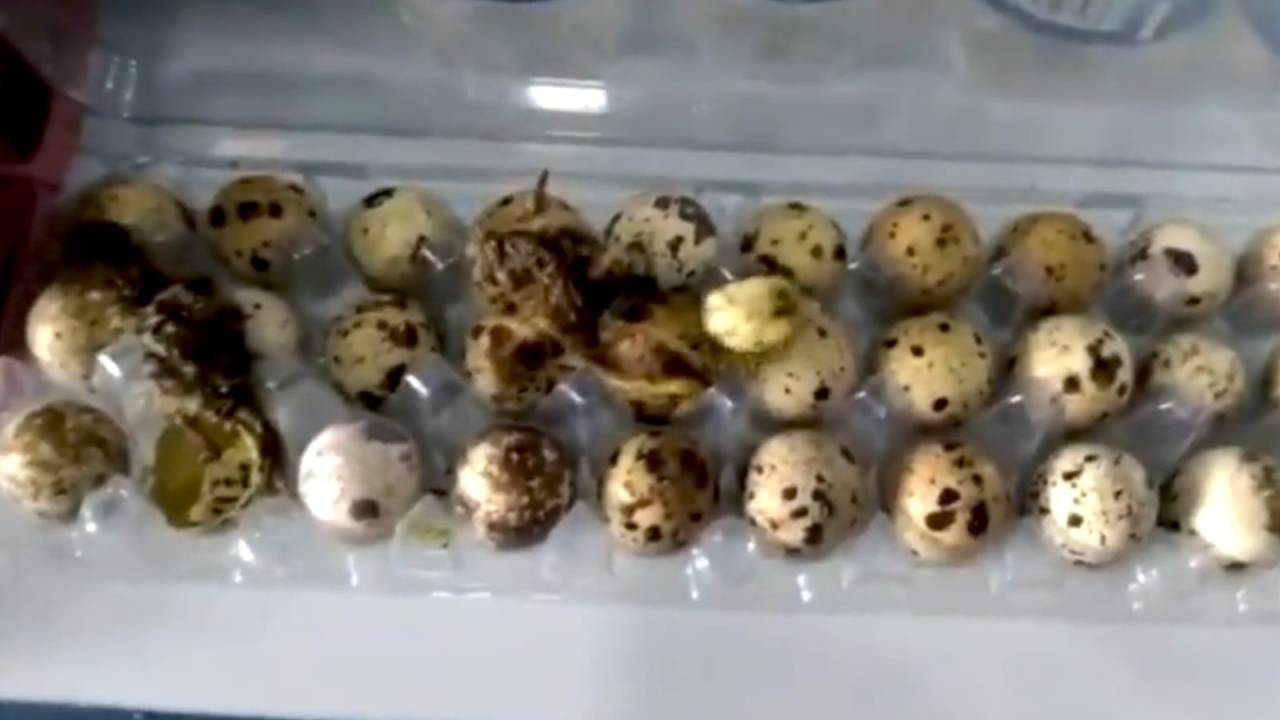 Foto de cartela de 30 ovos de codornas com quatro aves andando por cima de cascas de ovo.