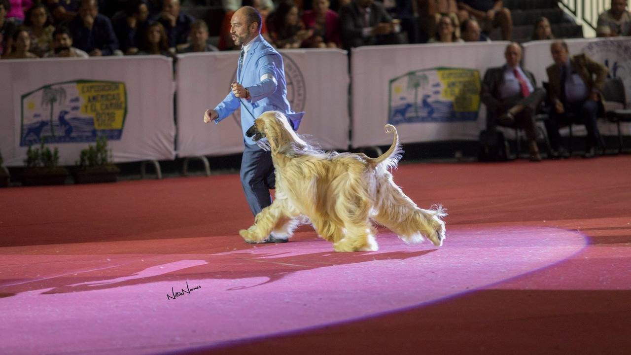 Homem de terno azul leva cachorro pela coleira em competição
