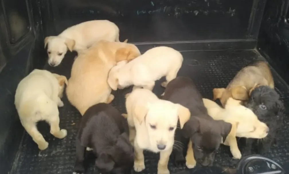 Filhotes de cachorro são resgatados no meio da rua em Cotia