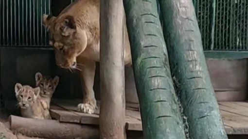 Imagem de vídeo exibe leoa encarando dois filhotes atrás de estrutura de madeira.