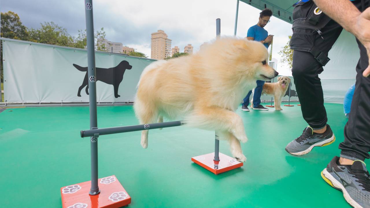 Foto mostra cachorro pulando por cima de barra, com pessoa ao lado acompanhando