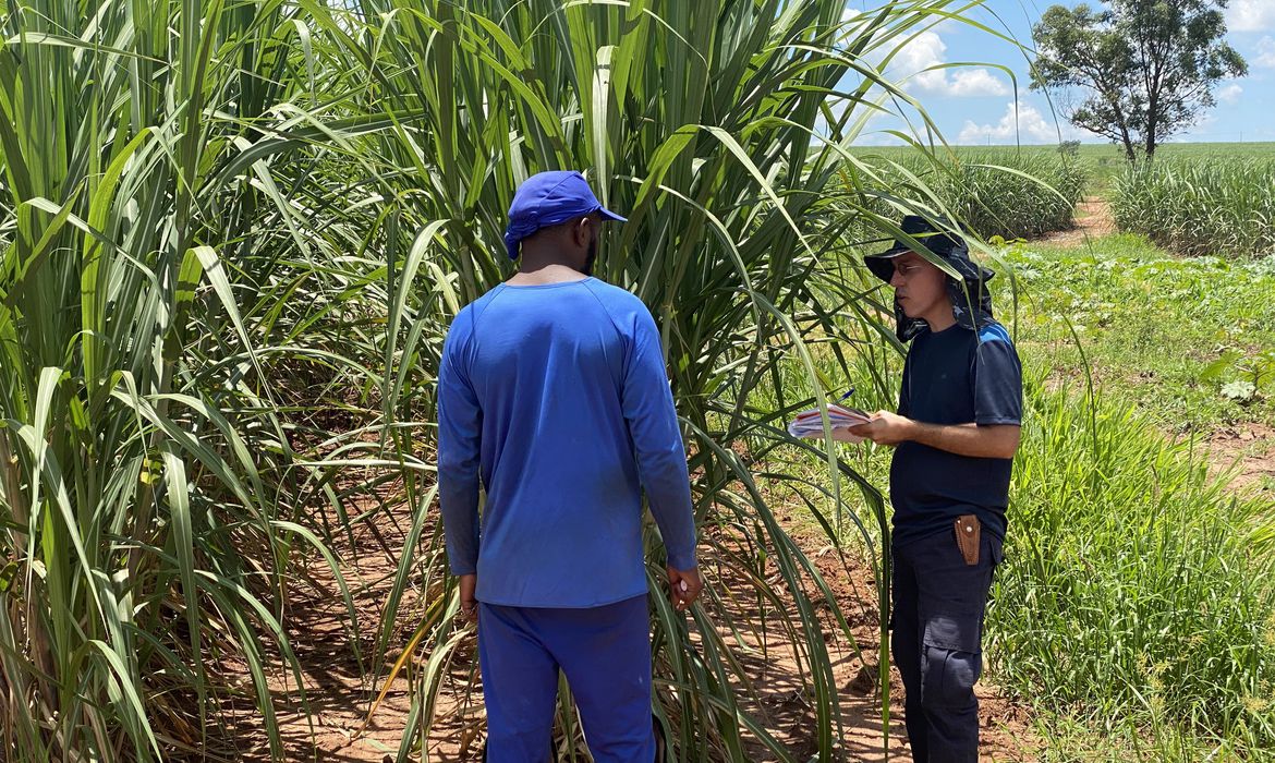 Foto mostra trabalhadores em meio a uma plantação no campo