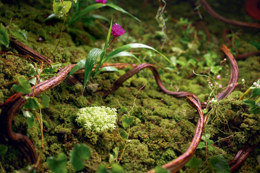 Instalação botânica na Japan House usa espécies recolhidas em SP