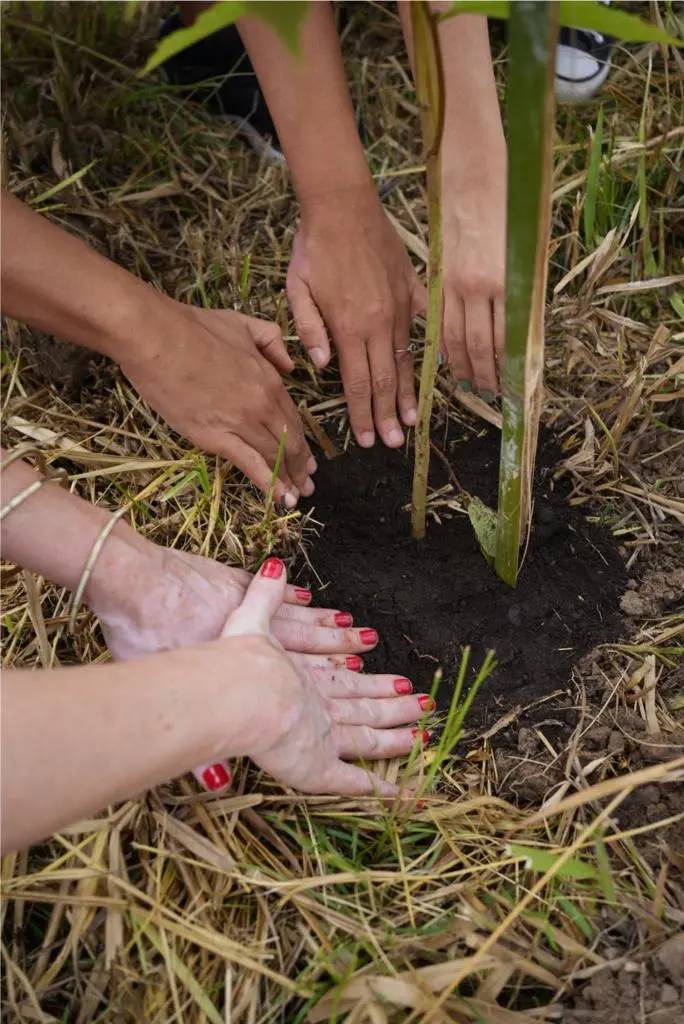 CASACOR realiza compensação de carbono com plantio de 1.087 árvores