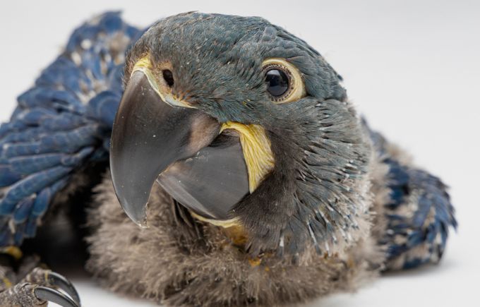 Arara-azul-de-lear nasceu mesmo após ovo ter sido localizado trincado