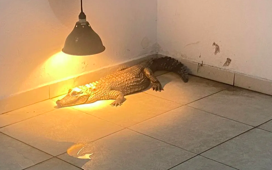 um jacaré no canto de um quarto sozinho sob um pendente de luz amarela