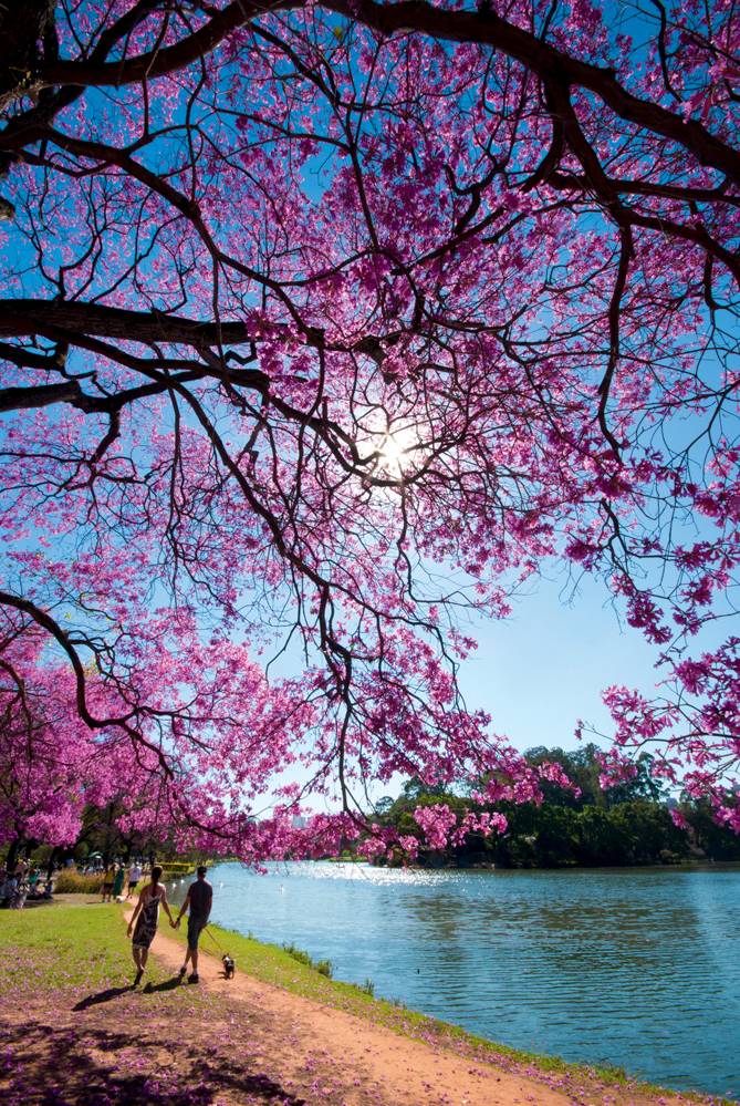 Imagem mostra árvore com flores rosas sobre lago