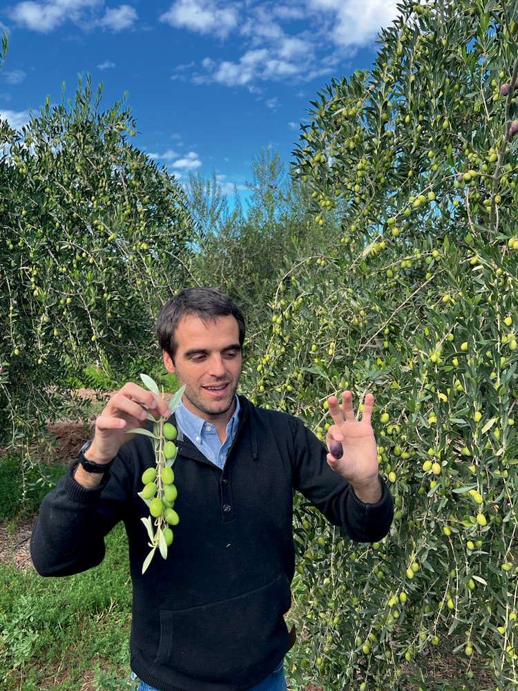 Homem branco segurando ramo de oliveira em meio a plantação de oliveiras.
