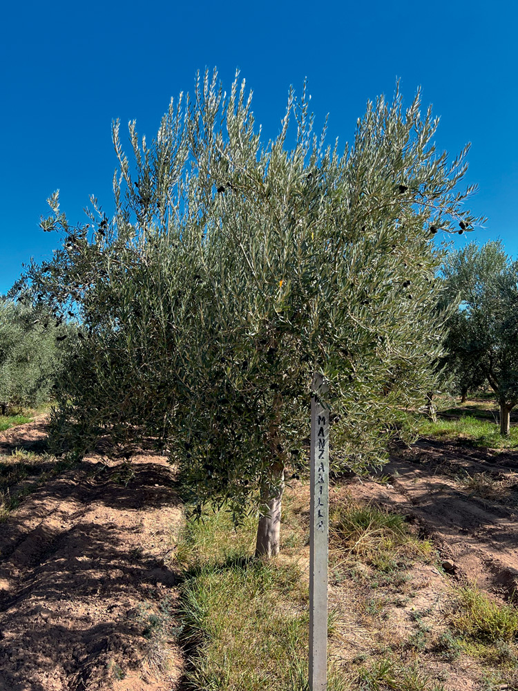 Oliveira em destaque num campo de plantio.