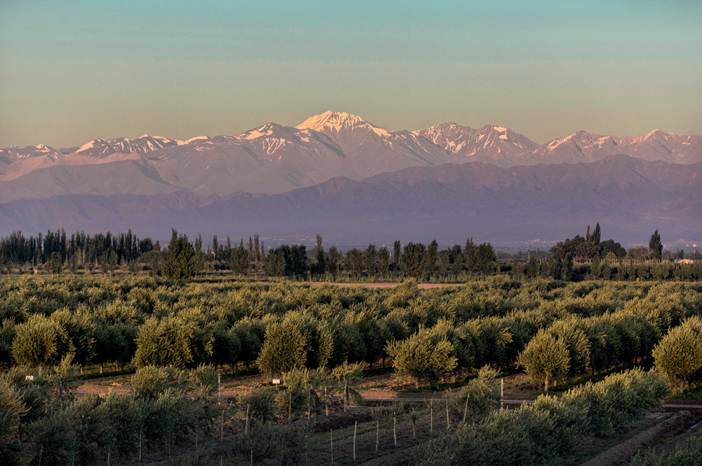 Plantação de oliveiras com a cordilheira dos Andes ao fundo.