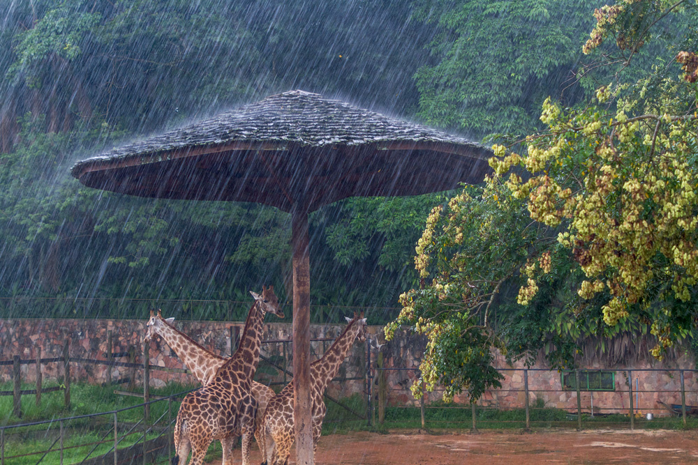 Registro de imagem de girafas se escondendo da chuva