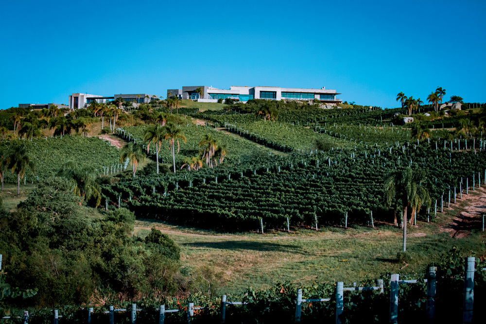 Vista de vinhas com sede da vinícola acima das colinas ao fundo.