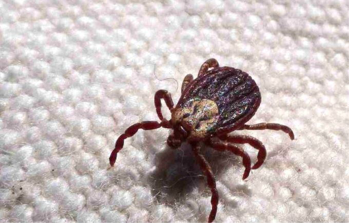 Jundiaí e Santa Isabel tem 11 casos suspeitos de febre maculosa