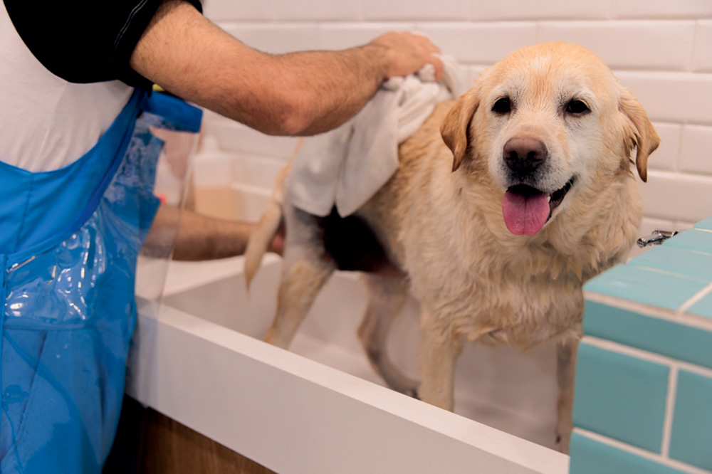 O centro veterinário Nouvet foi inaugurado neste mês nos Jardins