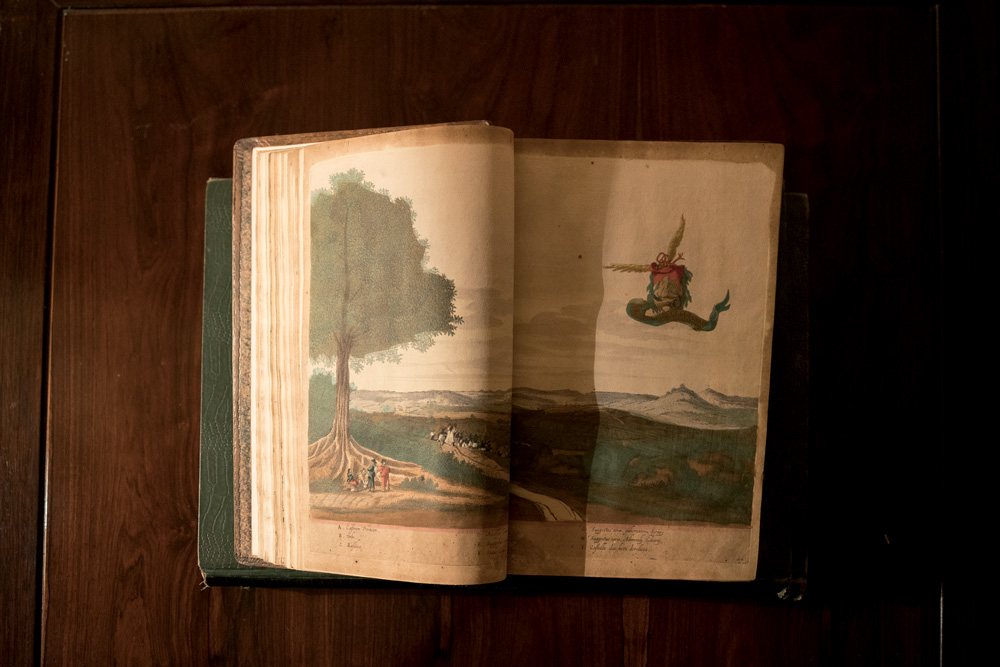 Livro aberto em mesa de madeira exibe ilustração de natureza.