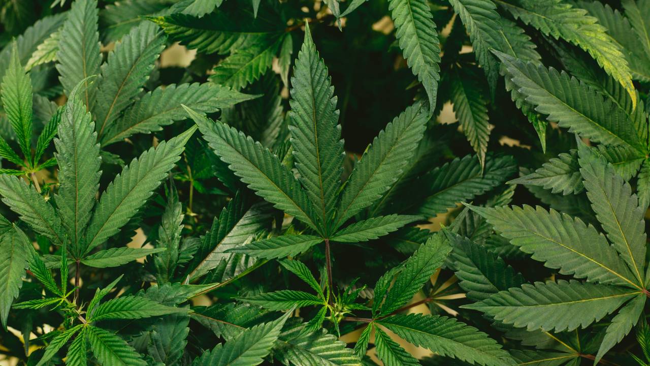 folhas de cannabis