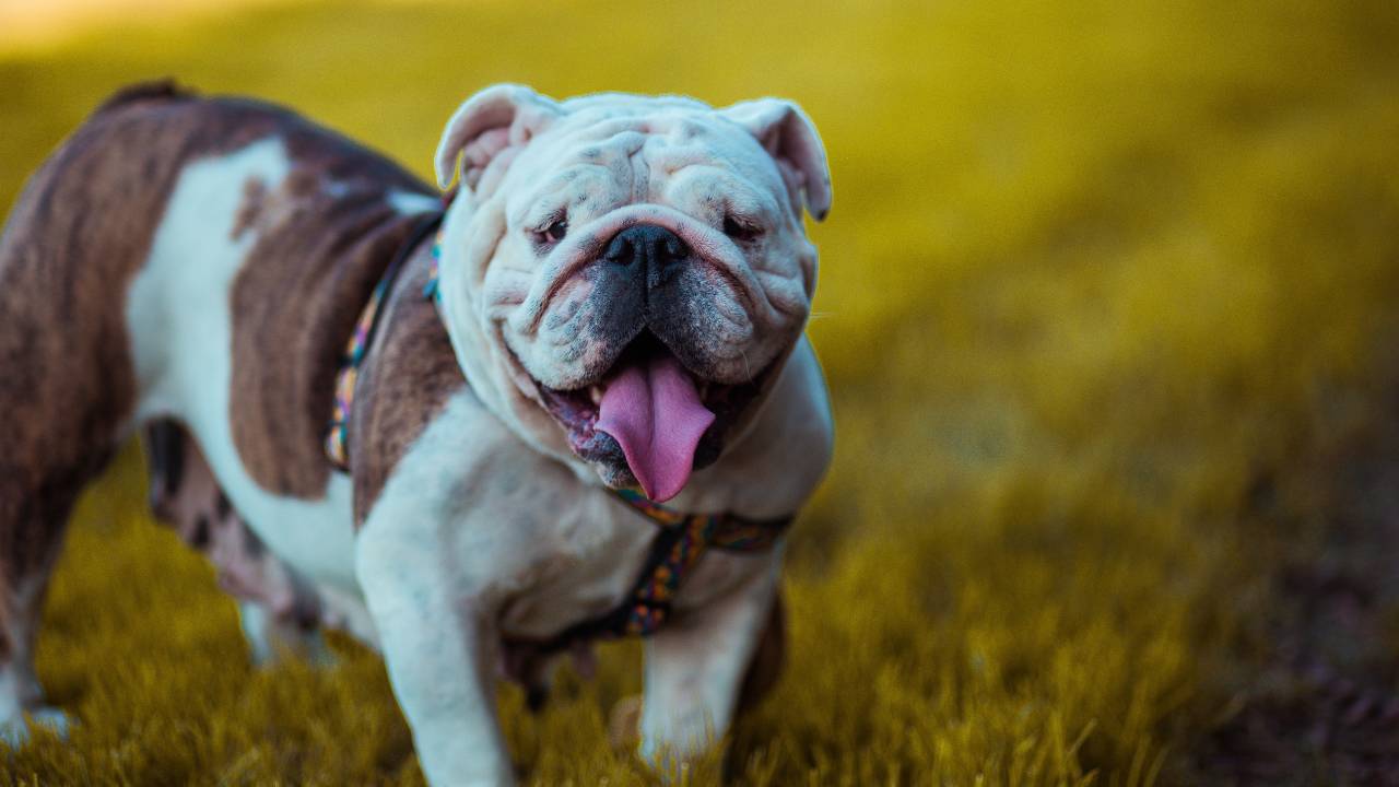 um cachorro bulldogue na grama