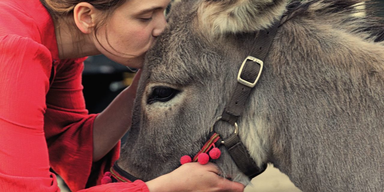 Menina beijando um burro