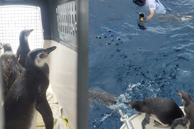 Pinguins-de-Magalhães foram soltos em alto mar