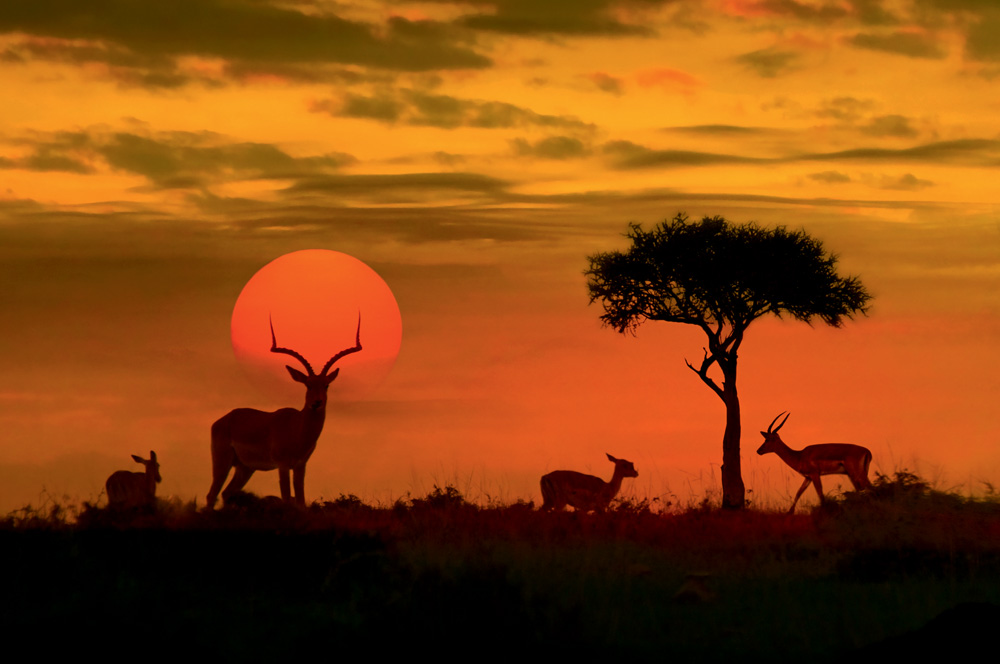 a-tal-felicidade-antilopes