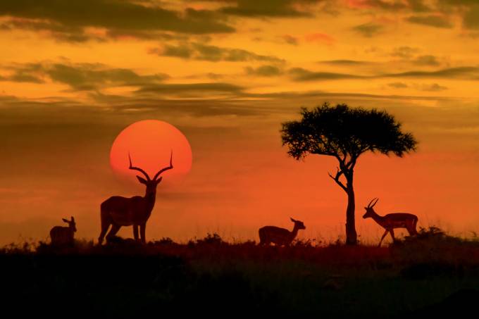 African sunset with silhouette