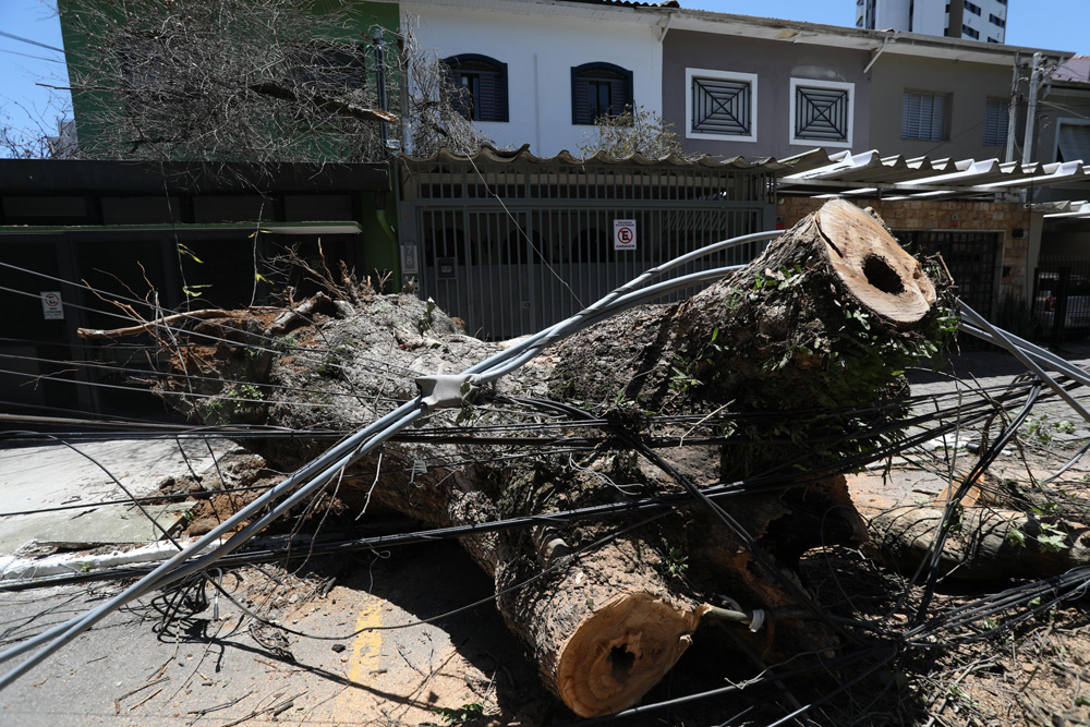 árvore caída com emaranhado de fios