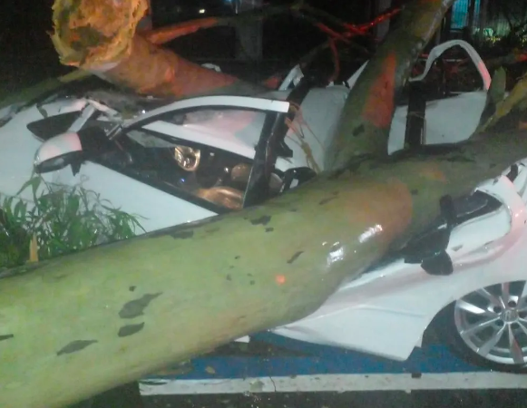 Chuva e ventos de até 80 km/h provocam quedas de árvores na capital