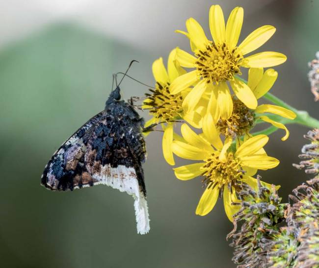 Imagem mostra borboleta em cima de plantas amarelas