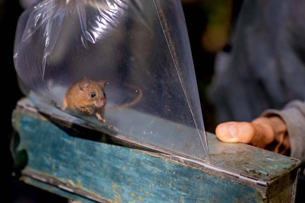Imagem mostra pequeno ratinho dentro de saco plástico, olhando para fora. O animal está em cima de uma caixa retangular de metal, que foi utilizada como armadilha e é segurada por uma mão