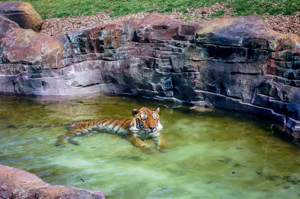 animália-park-atrações-férias-sp