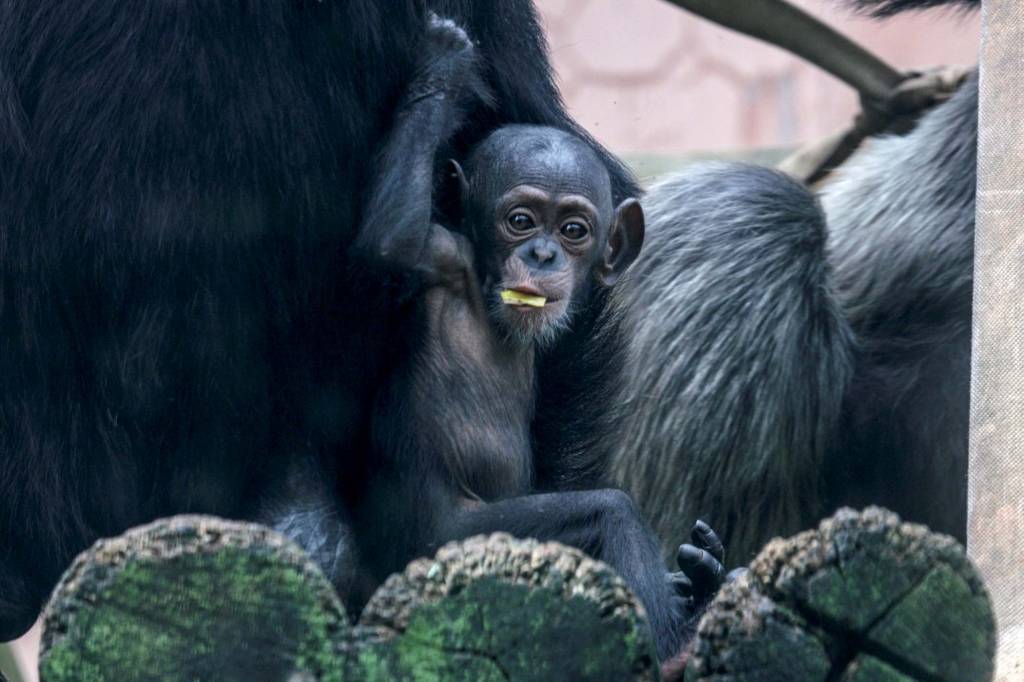 filhote de chimpanzé
